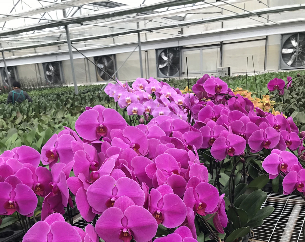 大棚增溫取暖設備